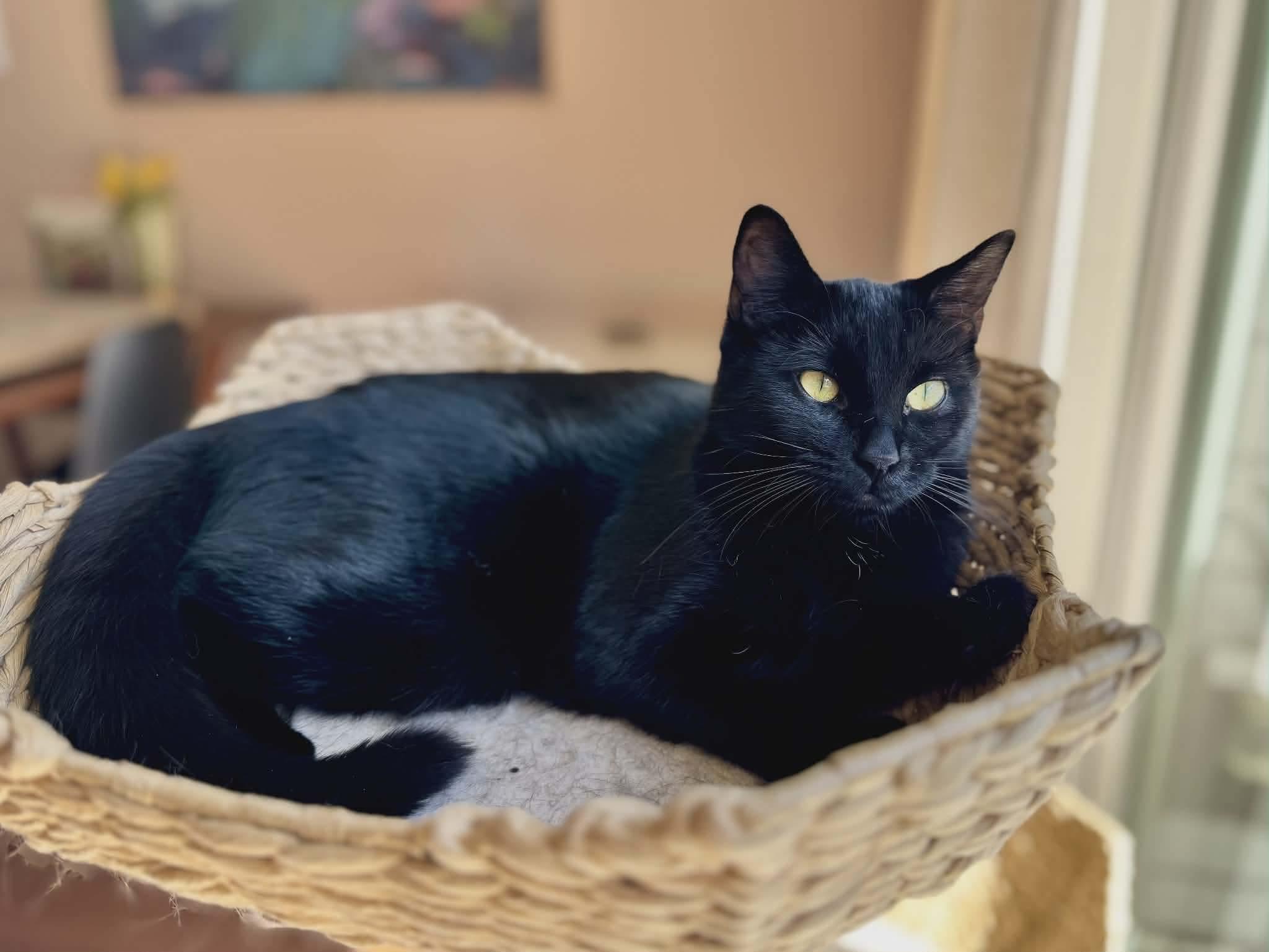 Enlarge Binx, an adopted Domestic Short Hair in Gladstone, OR image 2/6