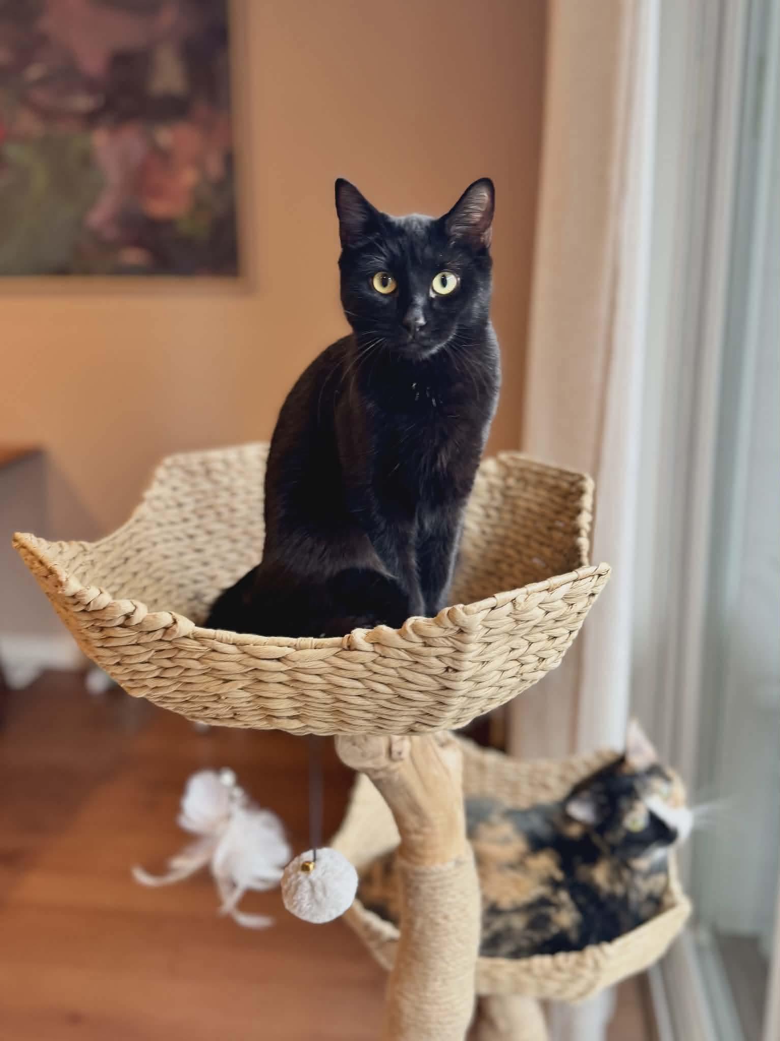 Enlarge Binx, an adopted Domestic Short Hair in Gladstone, OR image 1/6