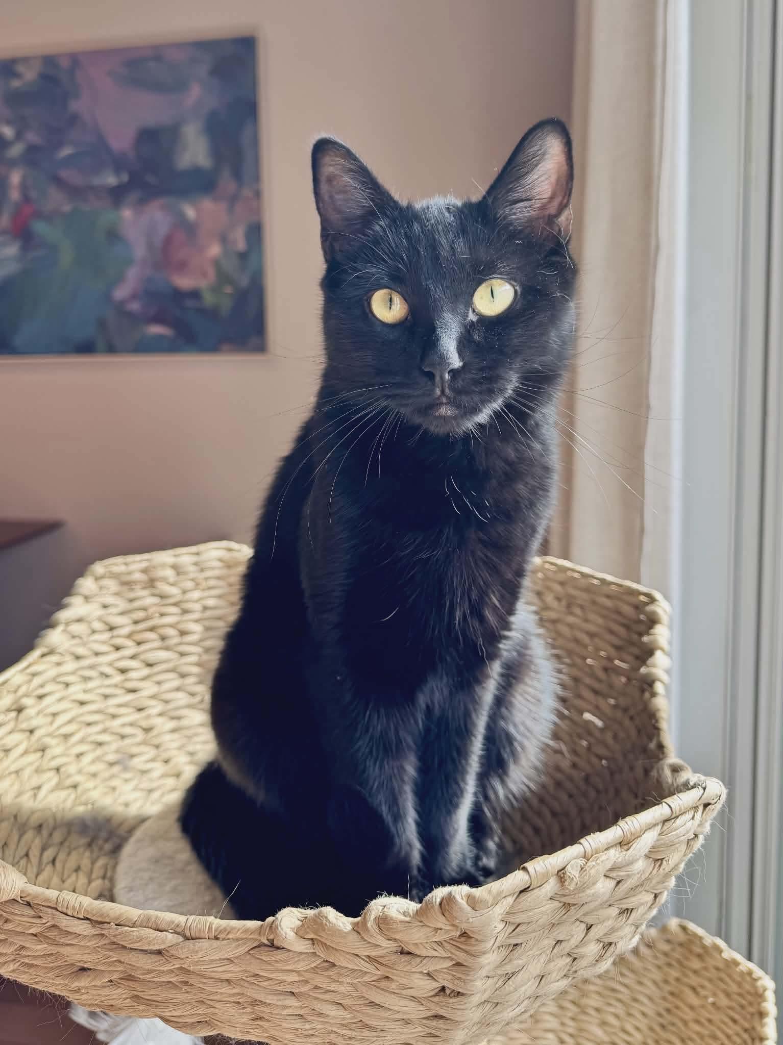 Enlarge Binx, an adopted Domestic Short Hair in Gladstone, OR image 6/6