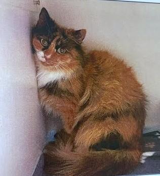 Enlarge Tori, a Adoptable mixed breed in Washington, DC image 1/3