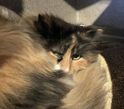 Enlarge Tori, a Adoptable mixed breed in Washington, DC image 2/3