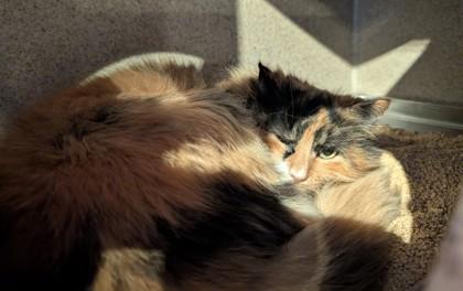 Enlarge Tori, a Adoptable mixed breed in Washington, DC image 3/3