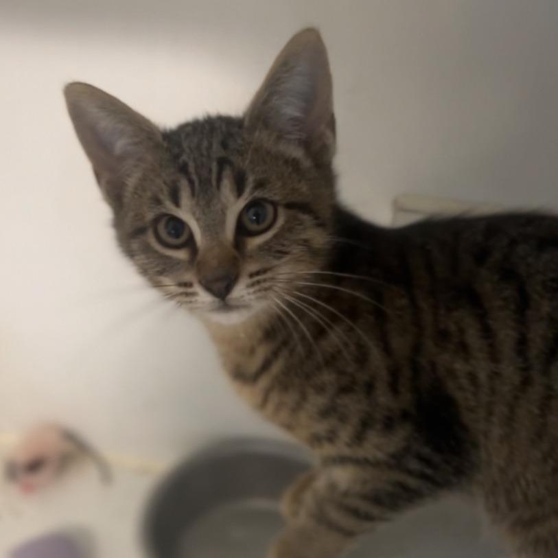 Enlarge Spud, a Adoptable Domestic Short Hair in Wiggins, MS image 1/2