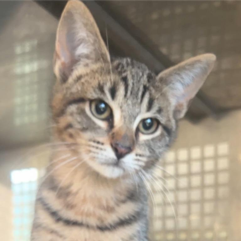 Enlarge Spud, a Adoptable Domestic Short Hair in Wiggins, MS image 2/2