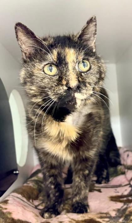 Enlarge Yzma, a Adoptable mixed breed in Fairfax, VA image 3/3