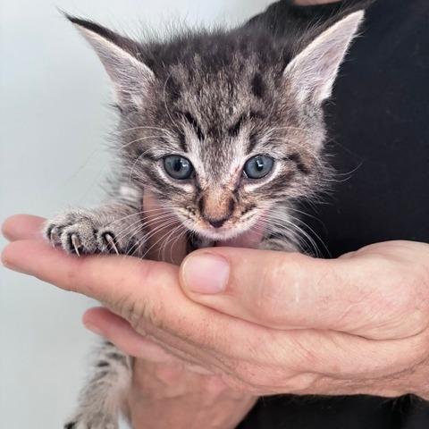 Dolly, Adoptable, Kitten Female Domestic Short Hair.