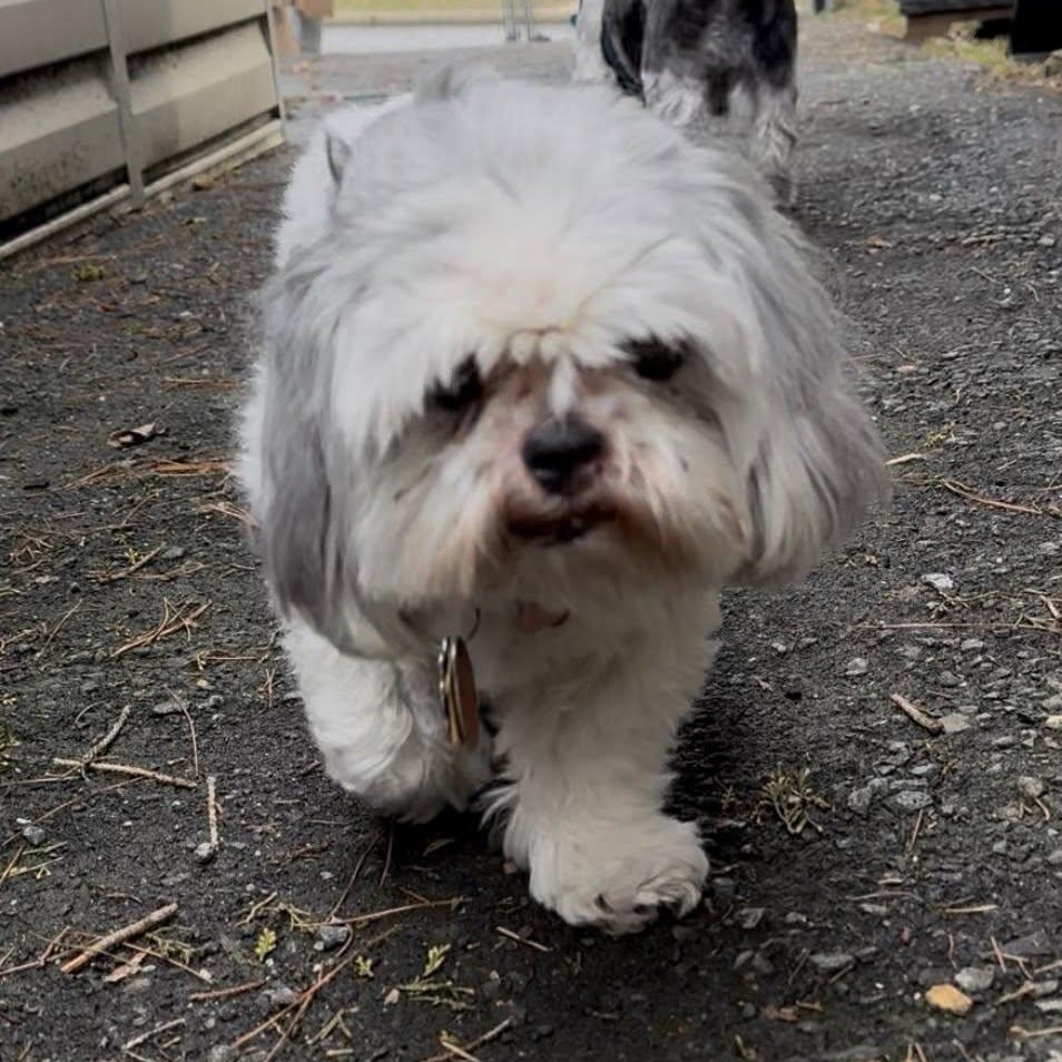 Enlarge Blossom, an adopted Shih Tzu in Rockville, MD image 3/5