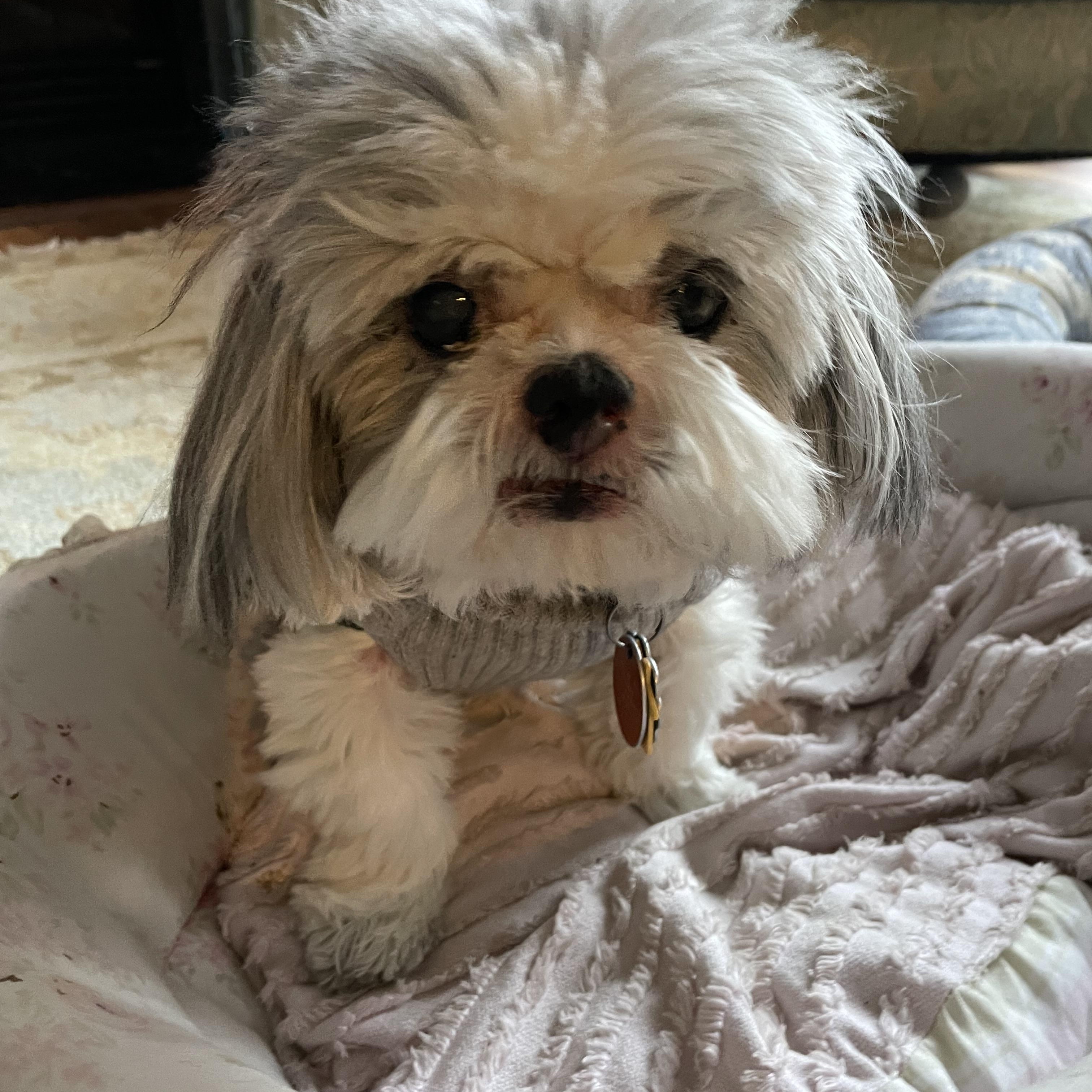 Enlarge Blossom, an adopted Shih Tzu in Rockville, MD image 2/5