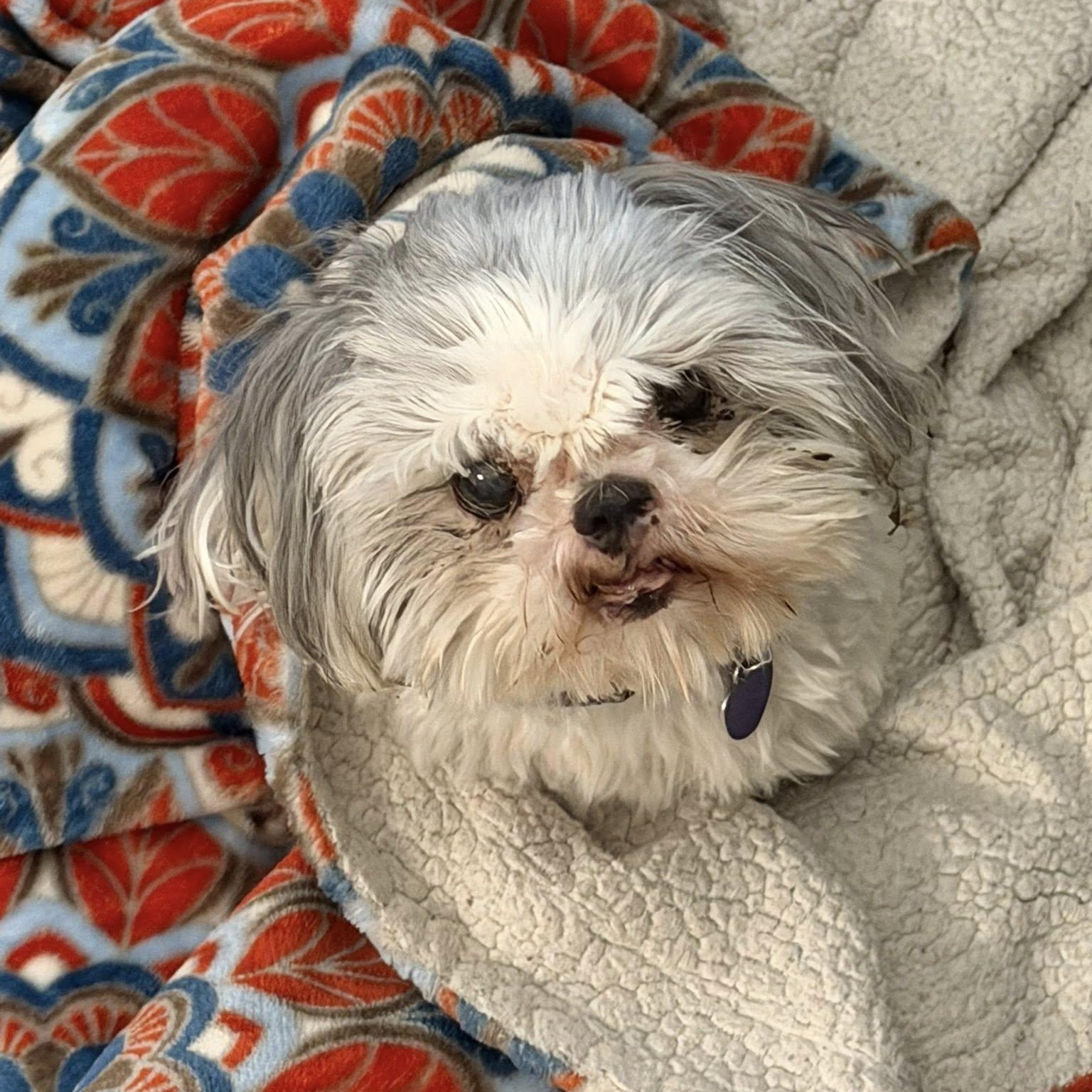 Enlarge Blossom, an adopted Shih Tzu in Rockville, MD image 1/5