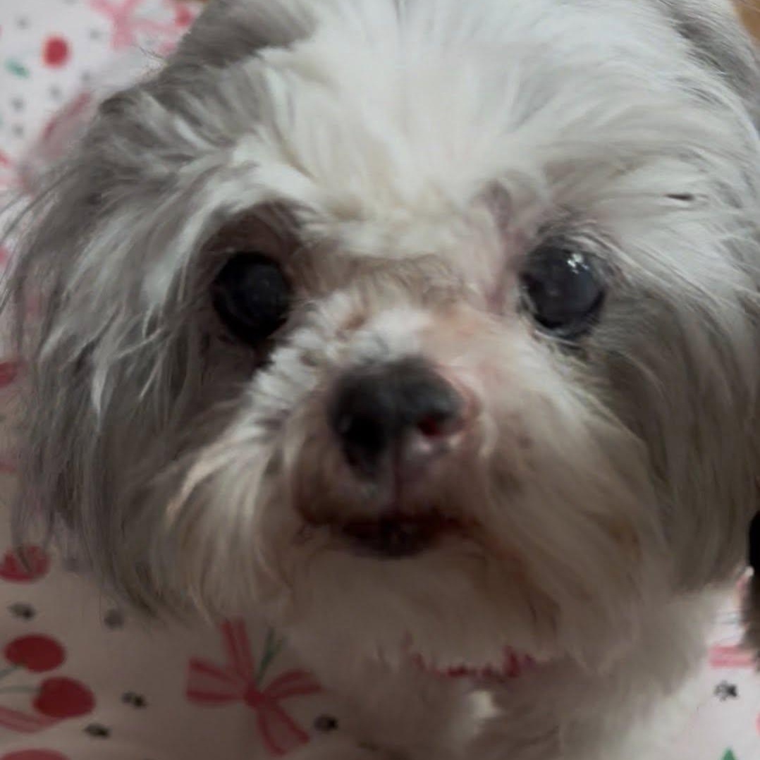 Enlarge Blossom, an adopted Shih Tzu in Rockville, MD image 5/5