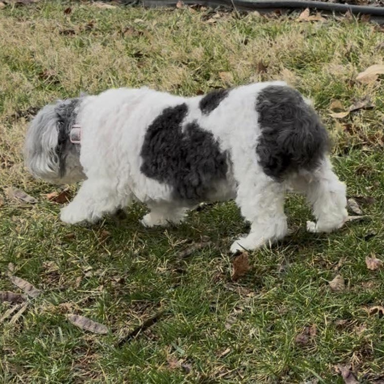Enlarge Blossom, an adopted Shih Tzu in Rockville, MD image 4/5