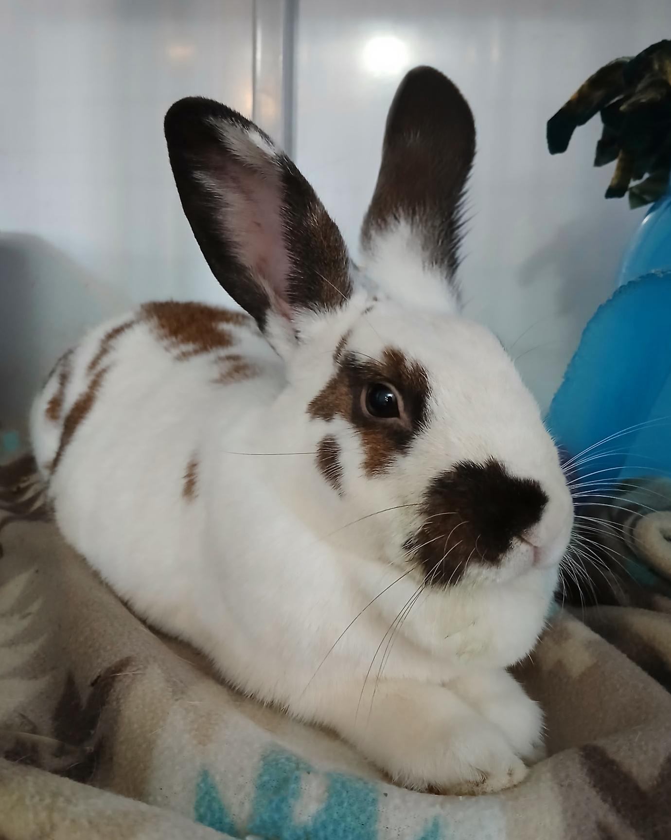 Enlarge Popsicle, a Adoptable English Spot in Chicago, IL image 1/3