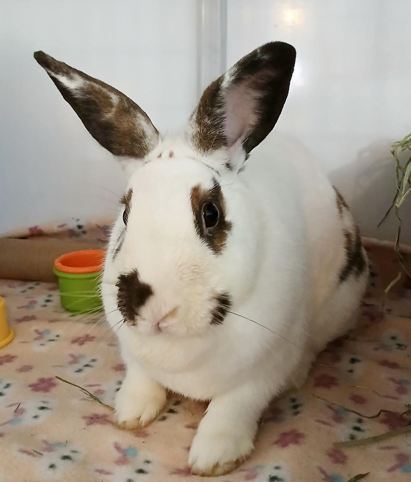 Enlarge Popsicle, a ADOPTABLE English Spot in Chicago, IL image 2/2