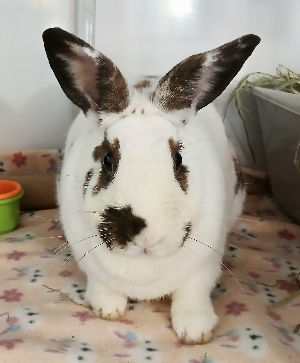 Popsicle, ADOPTABLE, Adult Female English Spot.