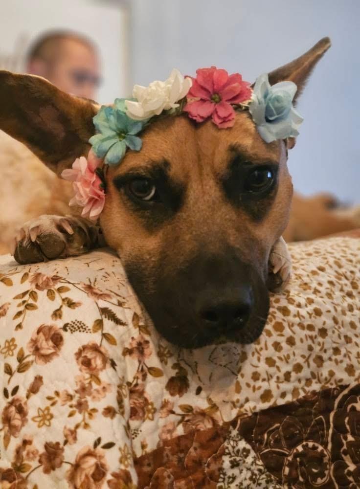 Karma, Adoptable, Young Female Black Mouth Cur & Basset Hound.