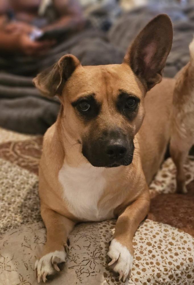 Karma, a Adoptable mixed breed in Chattanooga, TN image 2/4