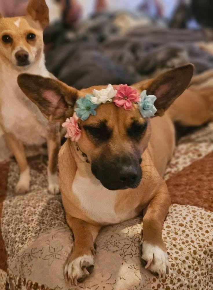 Karma, a Adoptable mixed breed in Chattanooga, TN image 3/4