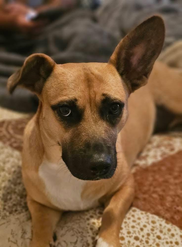 Karma, a Adoptable mixed breed in Chattanooga, TN image 4/4