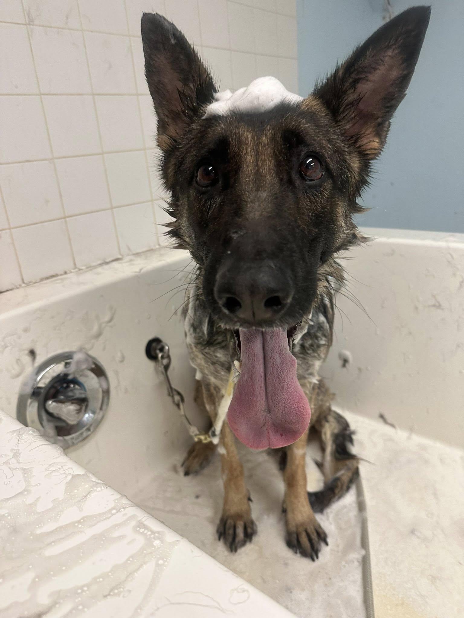 Enlarge Zoe, a Adoptable German Shepherd Dog in tannersville, PA image 3/5
