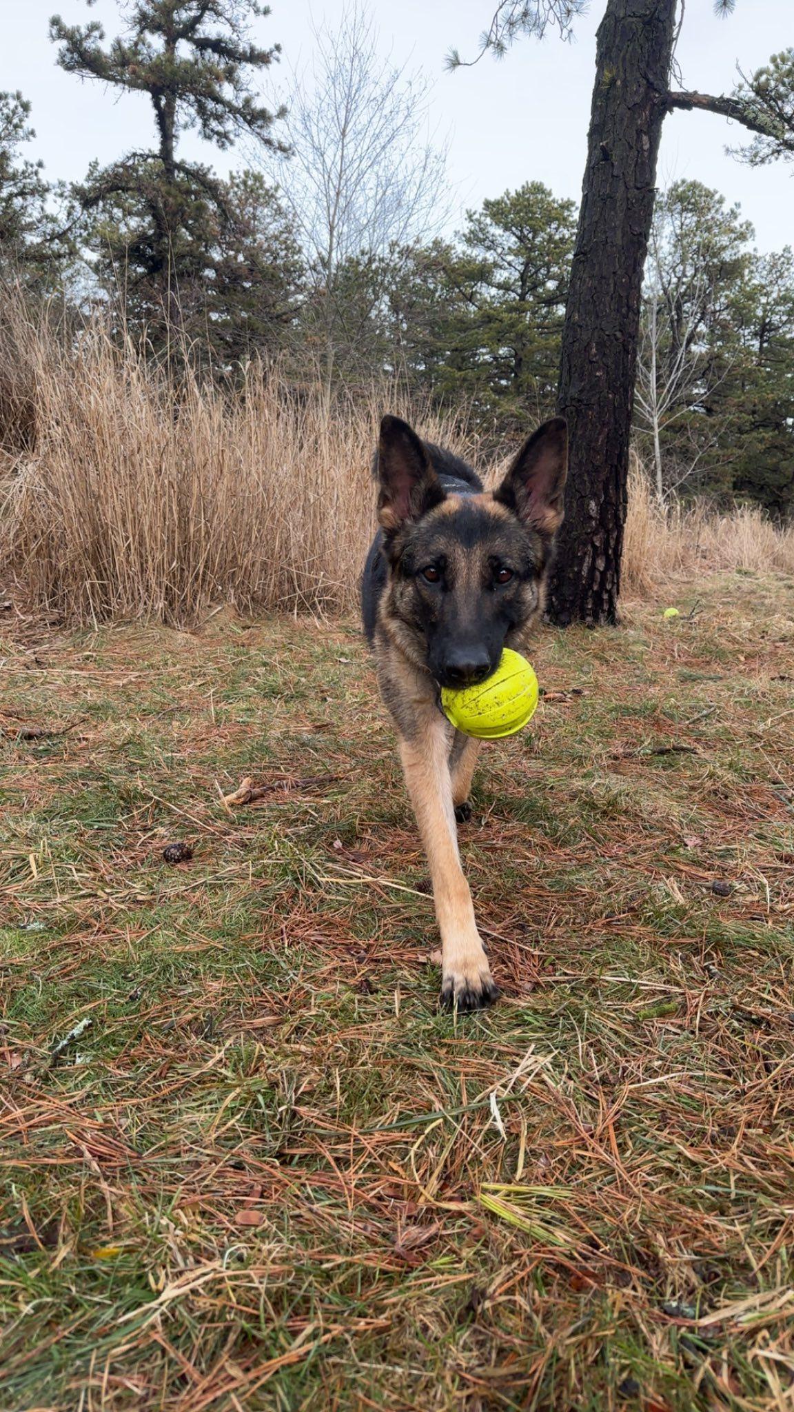 Enlarge Zoe, a Adoptable German Shepherd Dog in tannersville, PA image 2/5