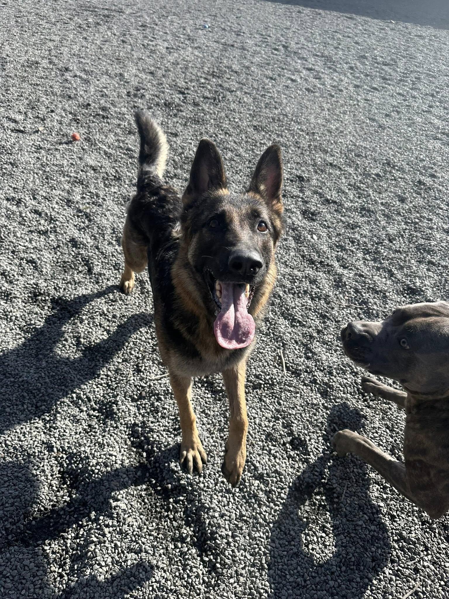 Enlarge Zoe, a Adoptable German Shepherd Dog in tannersville, PA image 4/5