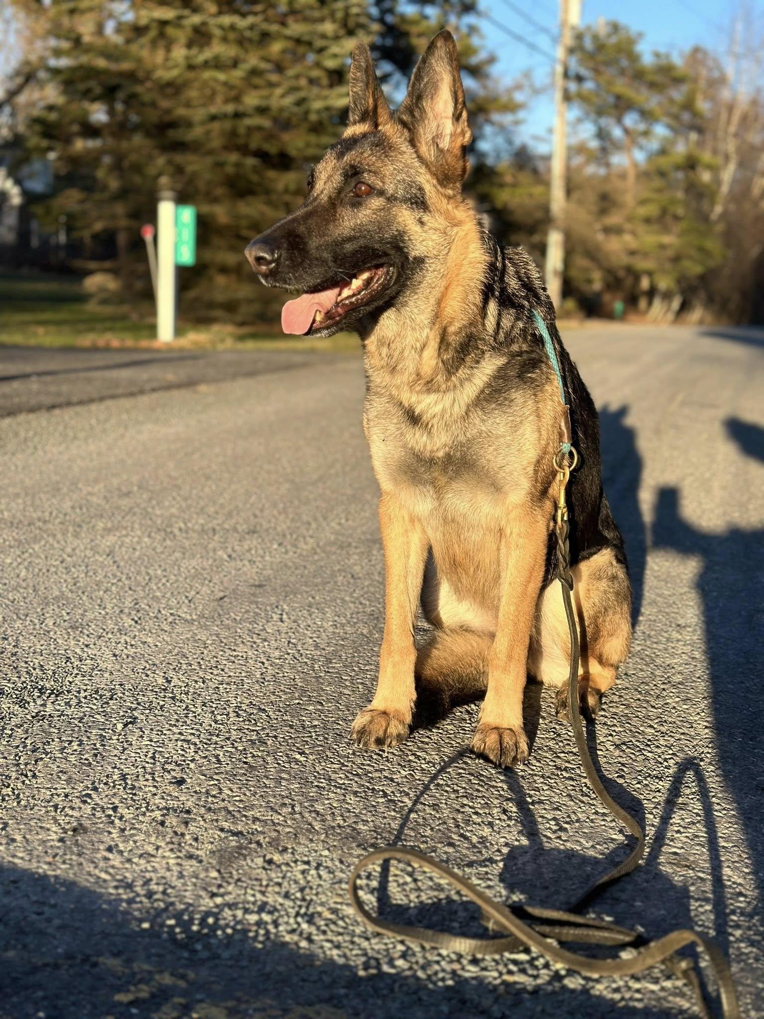 Zoe, Adoptable, Adult Female German Shepherd Dog.