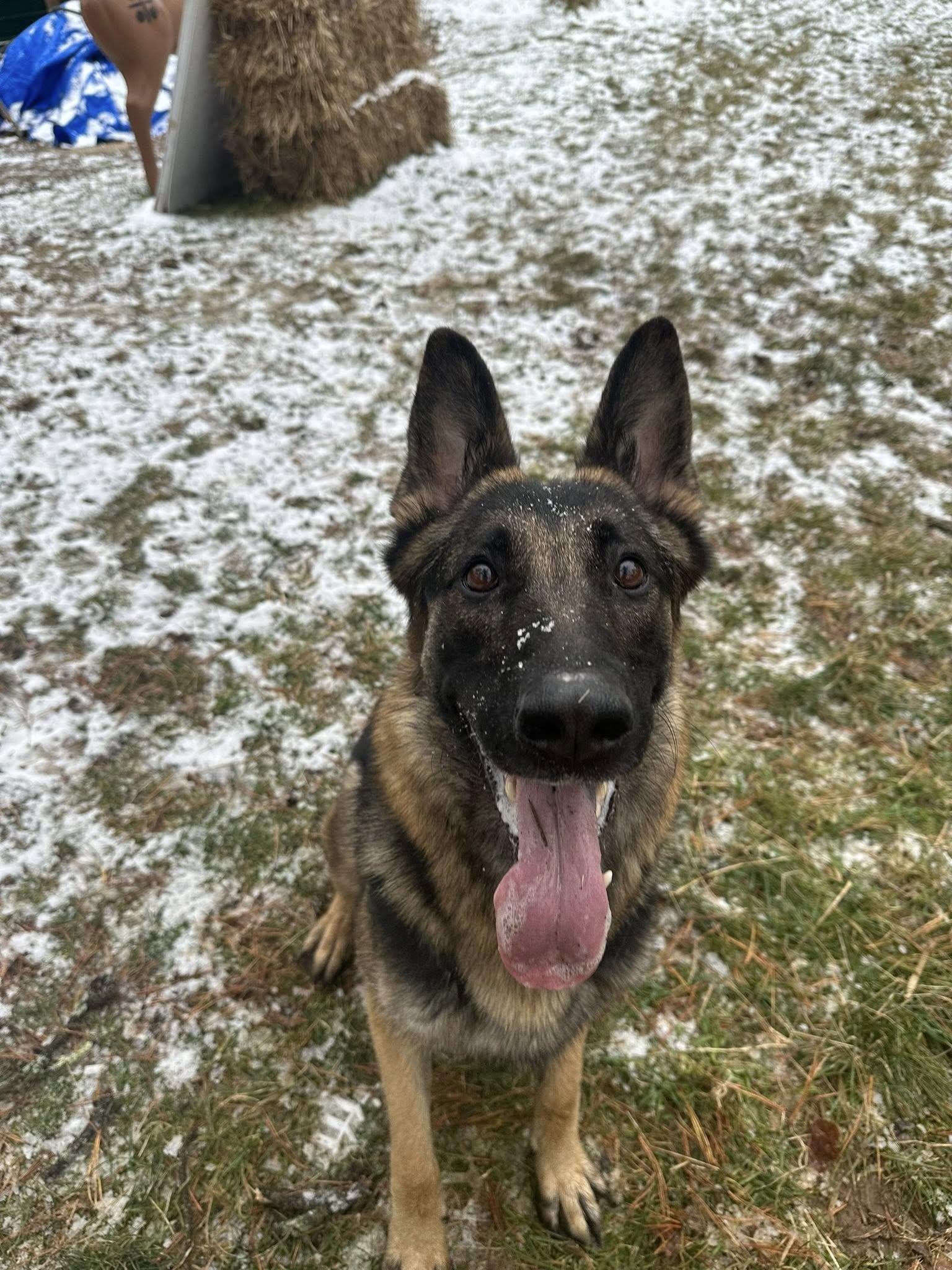 Enlarge Zoe, a Adoptable German Shepherd Dog in tannersville, PA image 5/5