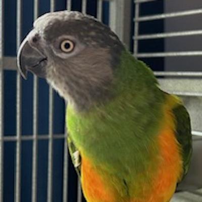 Enlarge Molly, a ADOPTABLE Poicephalus / Senegal in Jacksonville, FL image 1/1
