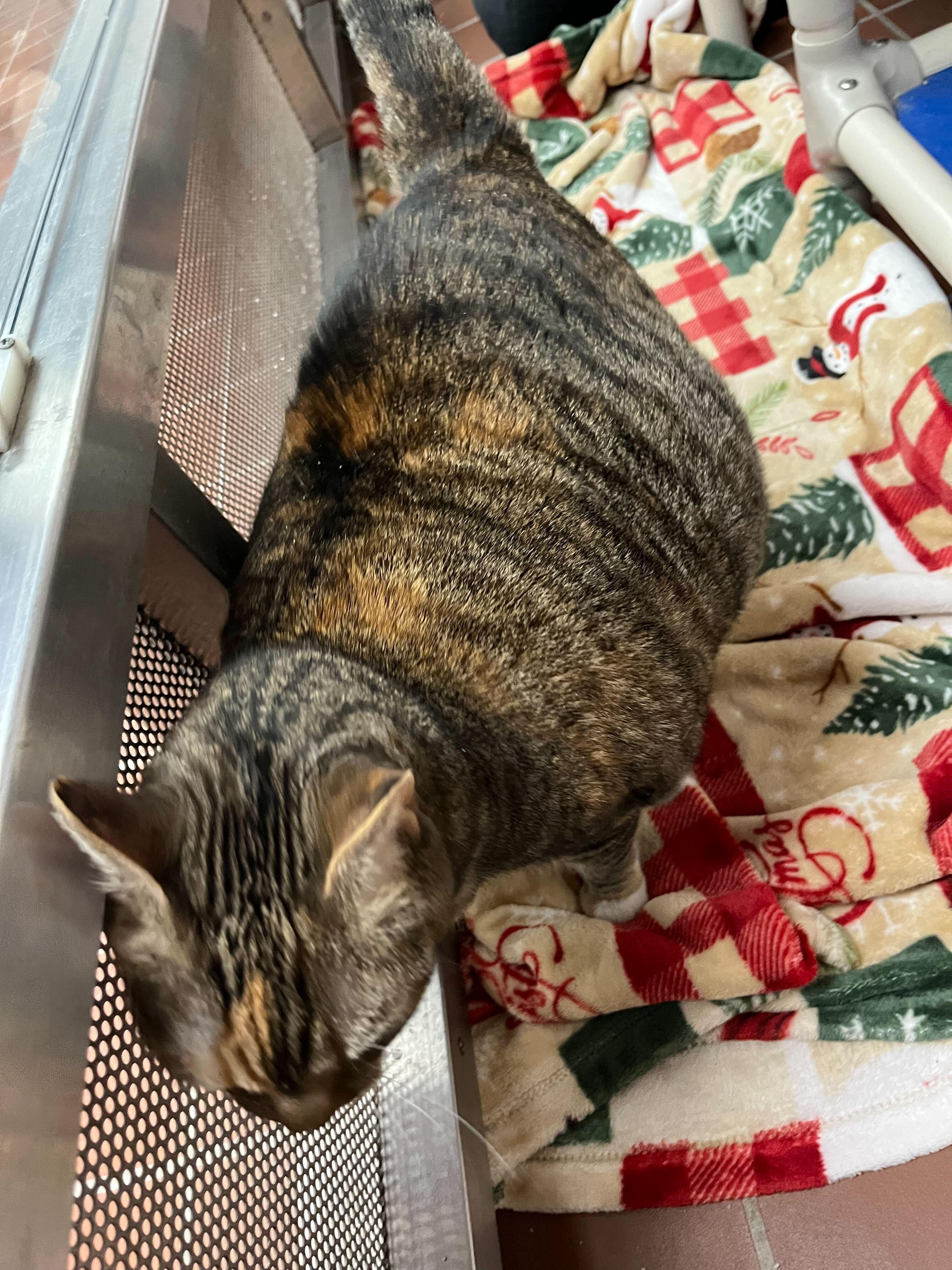 Enlarge Flower Angel, a Adoptable Domestic Short Hair in Conshohocken, PA image 2/3