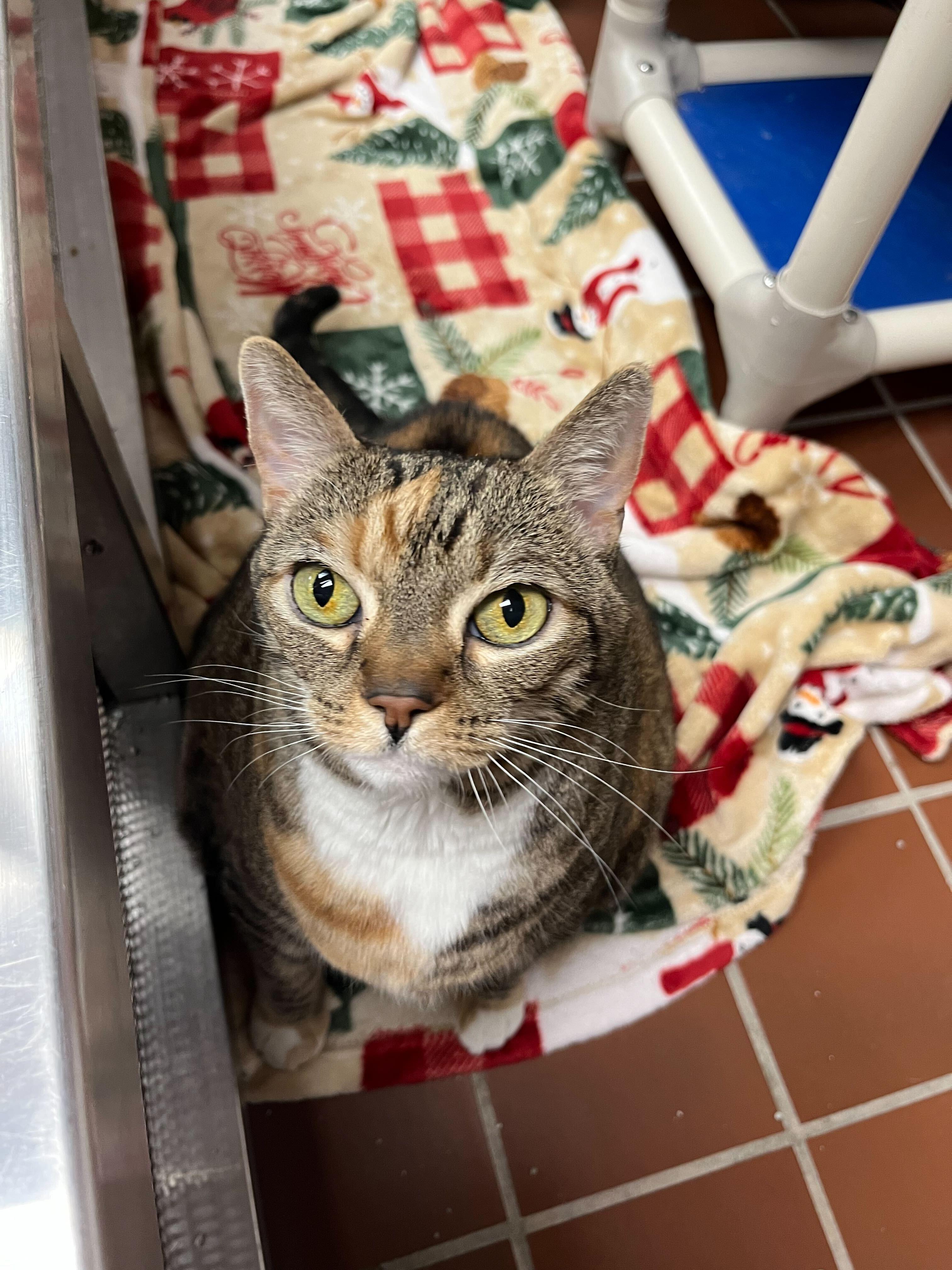 Flower Angel, Adoptable, Senior Female Domestic Short Hair.