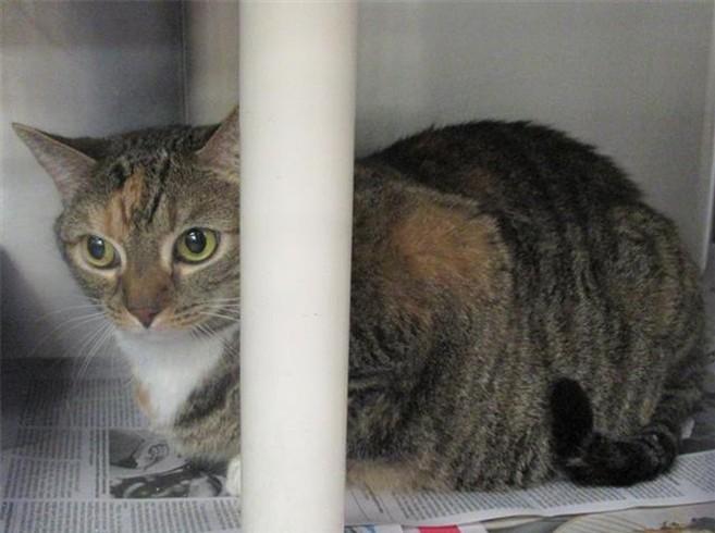 Flower Angel, Adoptable, Senior Female Domestic Short Hair.