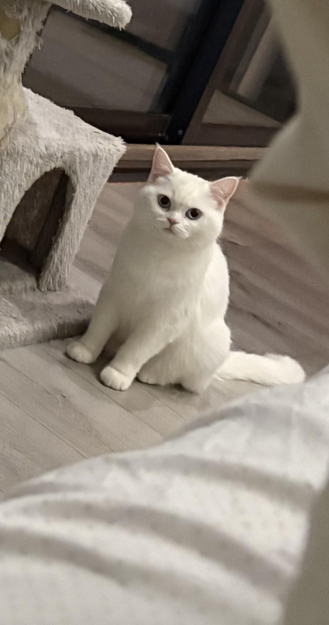 Angel, ADOPTABLE, Adult Female Turkish Angora.