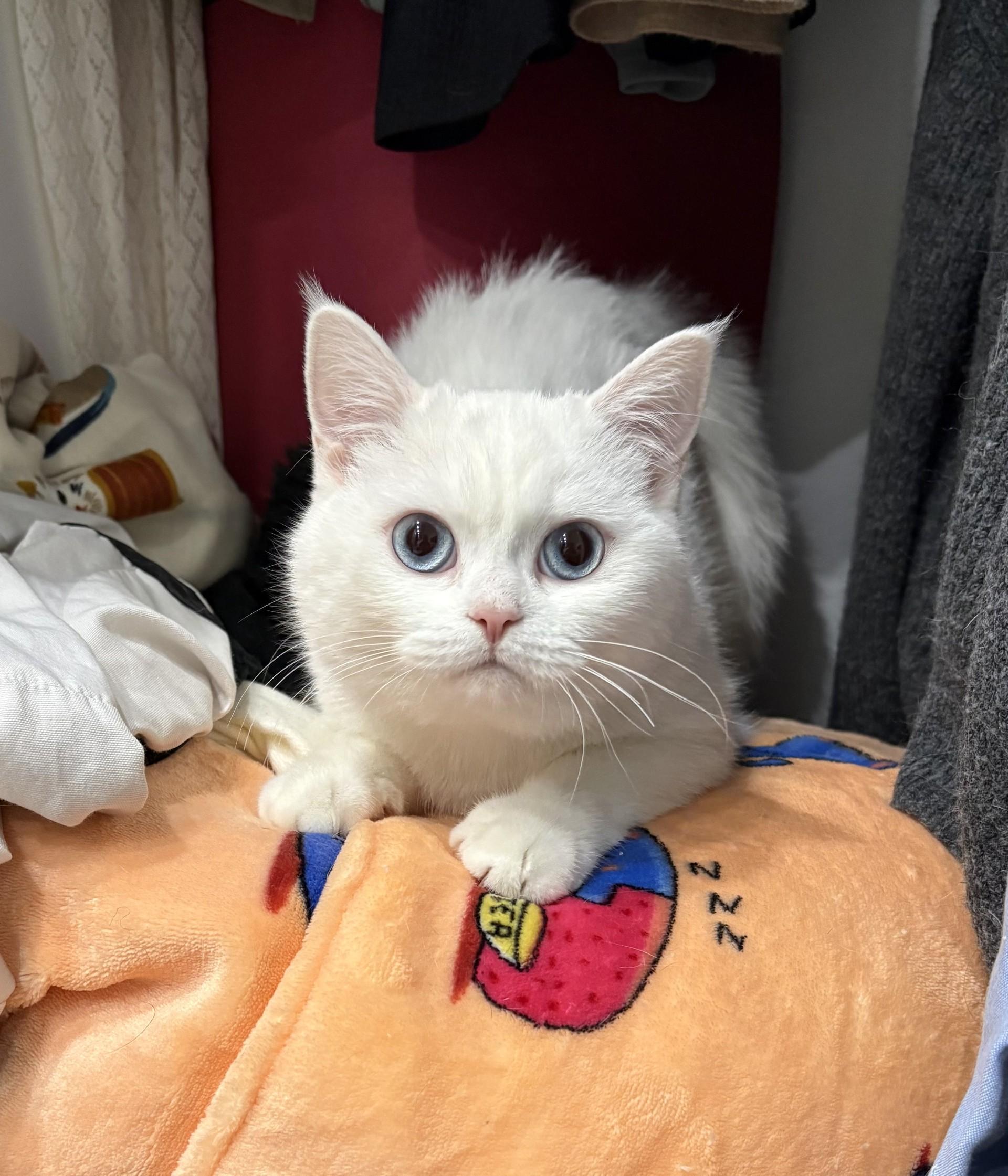 Angel, a ADOPTABLE Turkish Angora in Mississauga, ON image 2/5