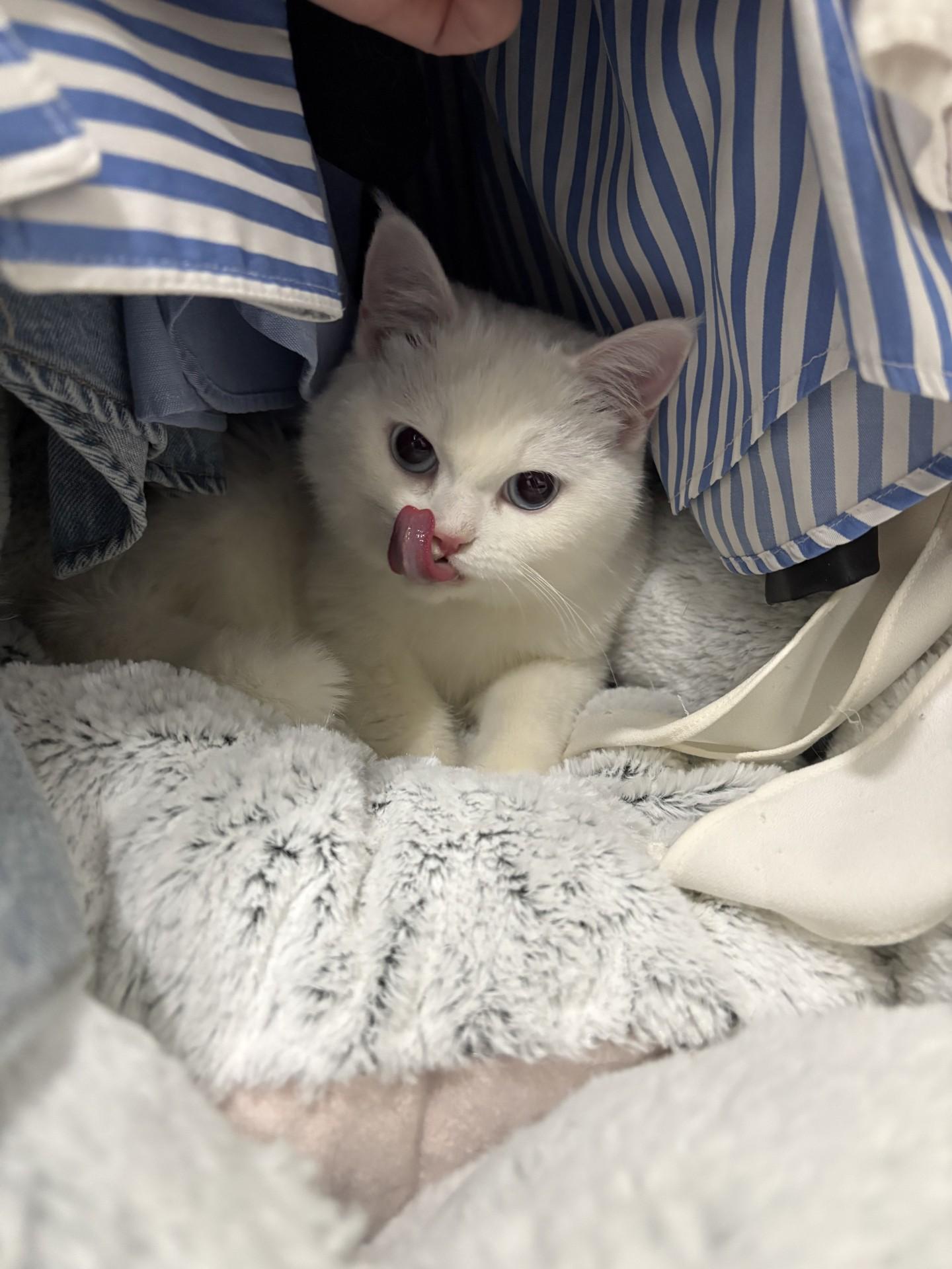 Angel, a ADOPTABLE Turkish Angora in Mississauga, ON image 3/5