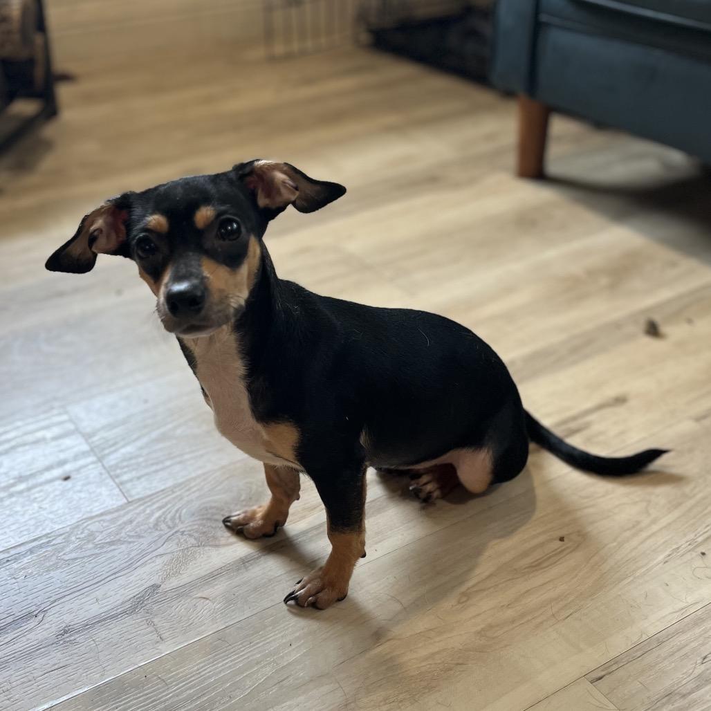 Violet, Adoptable, Young Female Chihuahua & None.