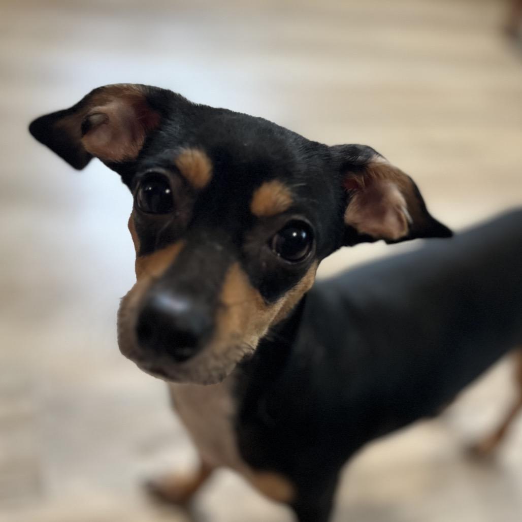 Enlarge Violet, a Adoptable Chihuahua in Pittsburg, KS image 3/3