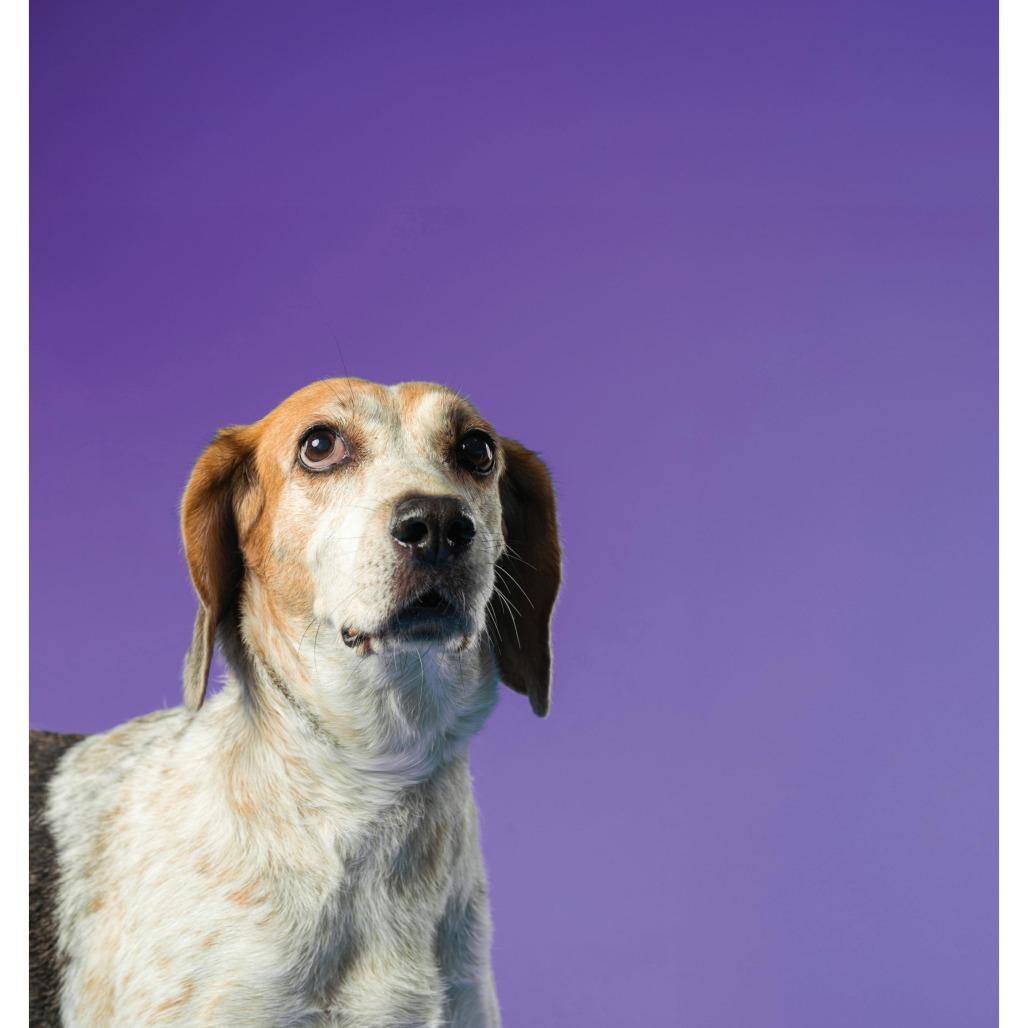 Sweetie Pie, a Adoptable Mixed Breed in Pensacola, FL image 1/6