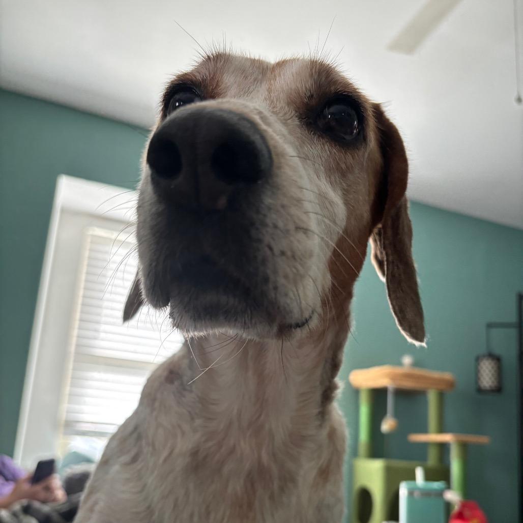 Sweetie Pie, Adoptable, Senior Female Mixed Breed.