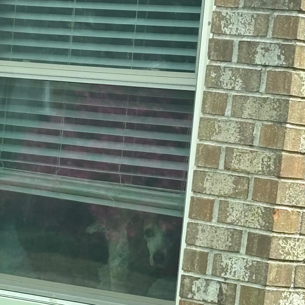 Enlarge Sweetie Pie, a Adoptable Mixed Breed in Pensacola, FL image 2/5