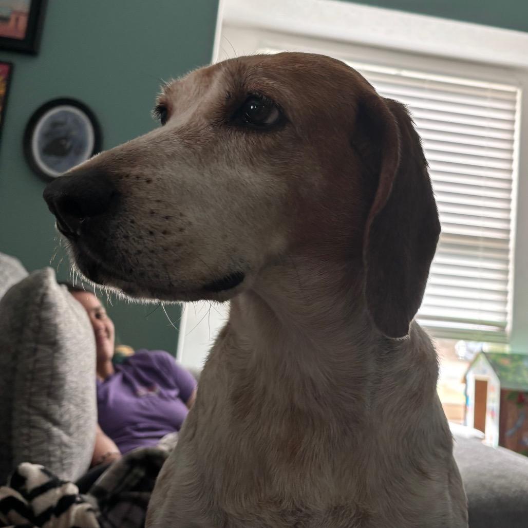 Enlarge Sweetie Pie, a Adoptable Mixed Breed in Pensacola, FL image 3/5