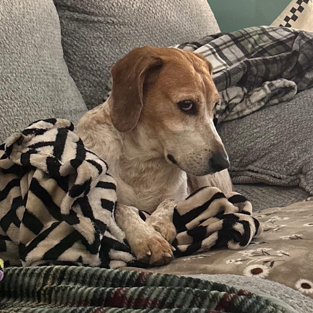 Enlarge Sweetie Pie, a Adoptable Mixed Breed in Pensacola, FL image 4/5