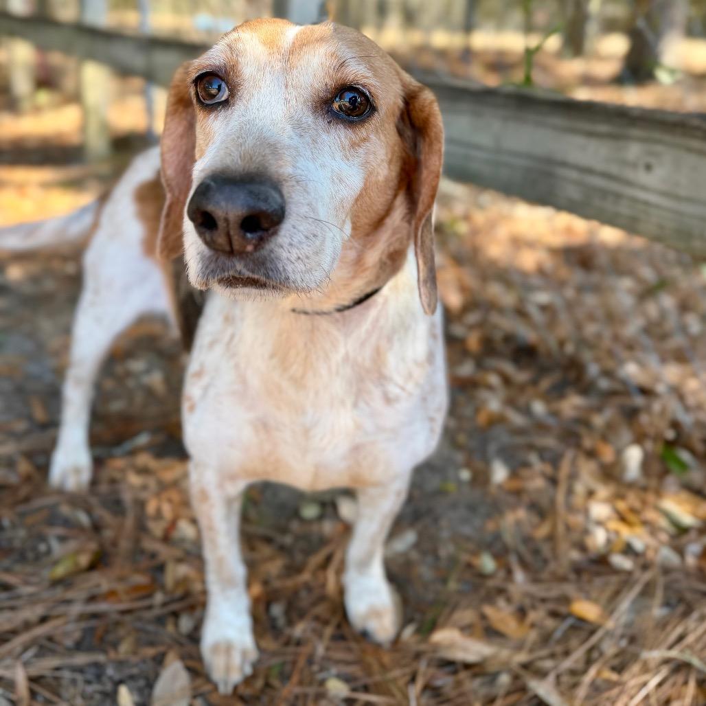 Enlarge Sweetie Pie, a Adoptable Mixed Breed in Pensacola, FL image 5/5