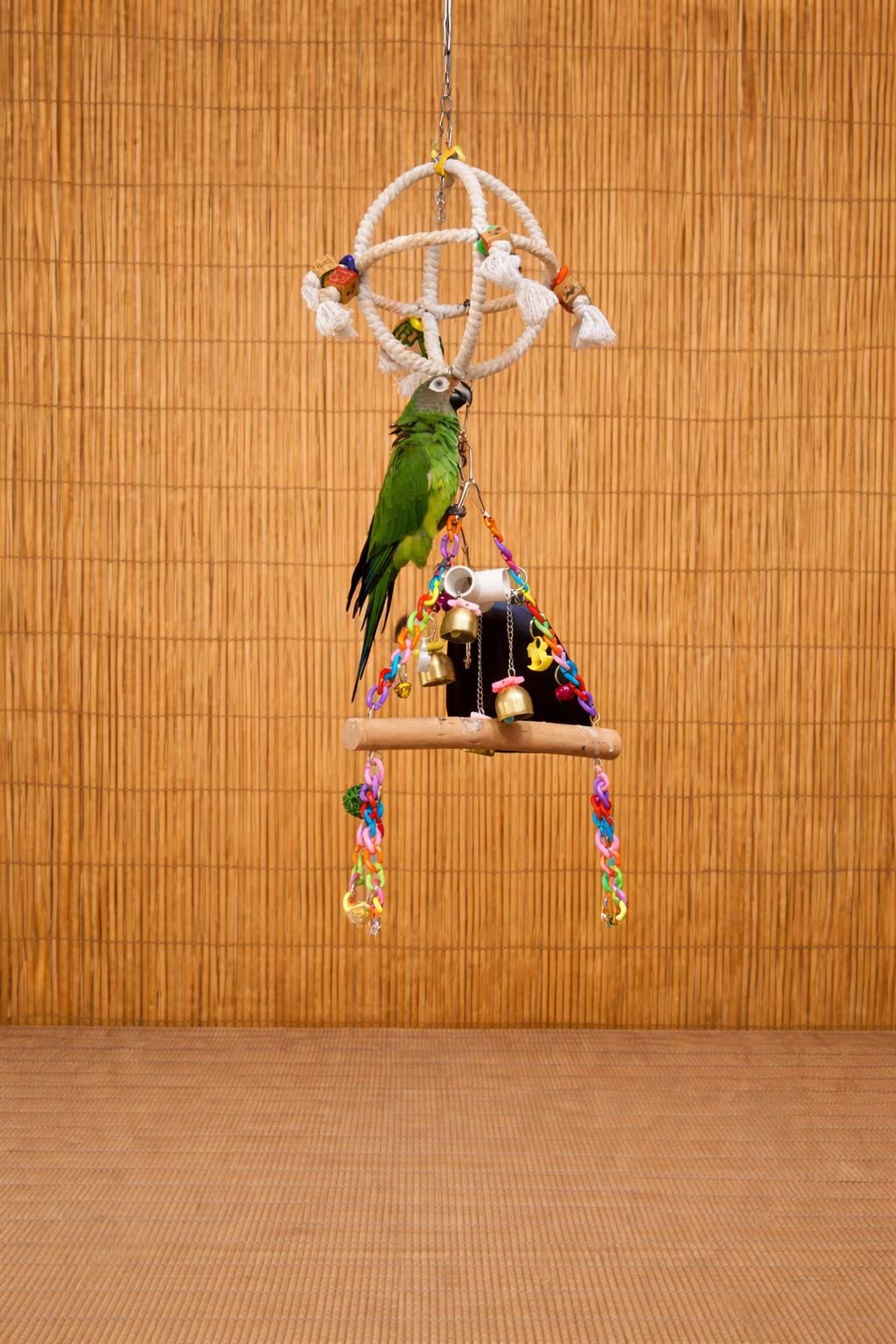 Enlarge Poncho The Dusky Conure - Prefers A Lady, an adoptable Conure in Vancouver, WA image 3/4