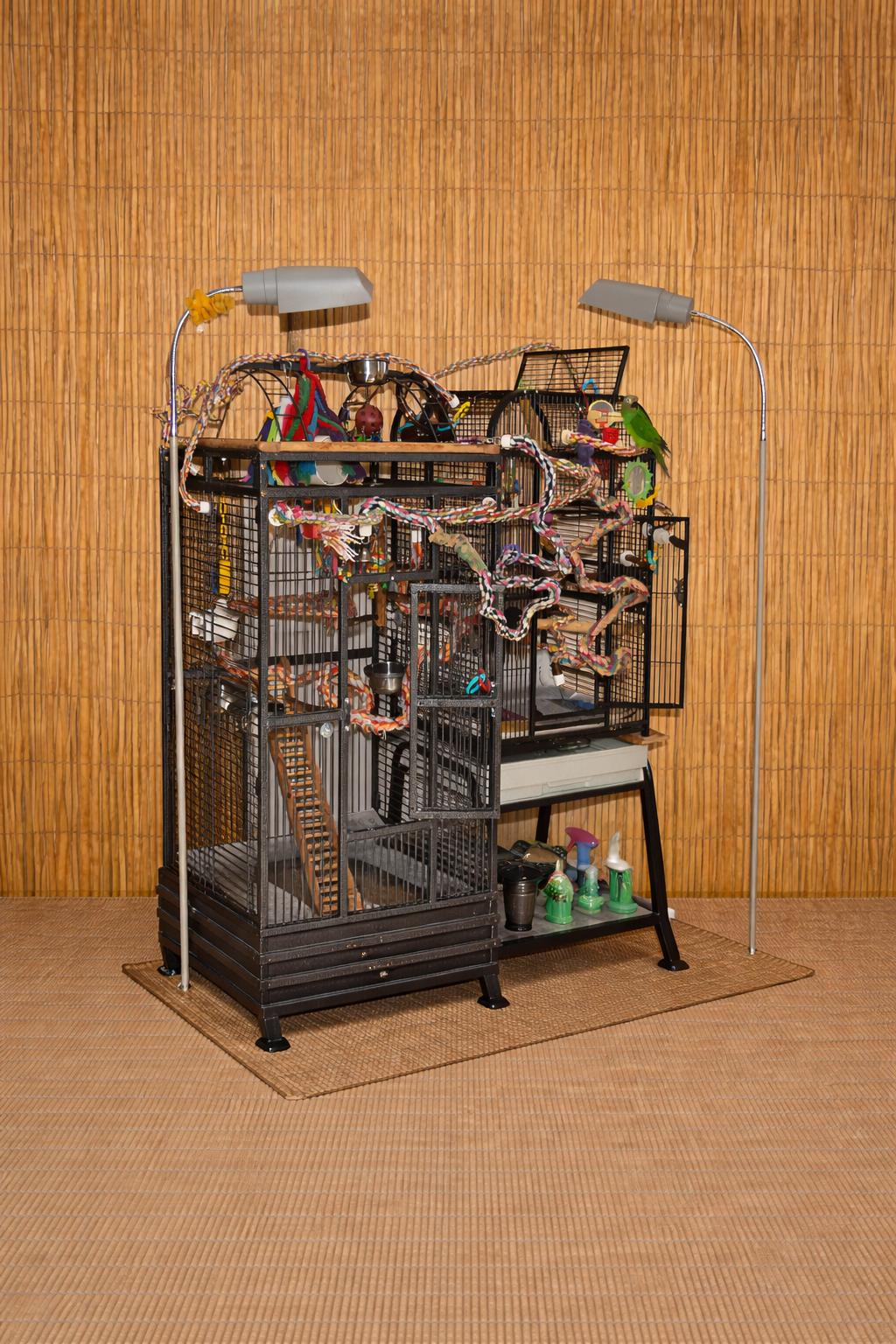 Enlarge Poncho The Dusky Conure - Prefers A Lady, an adoptable Conure in Vancouver, WA image 2/4