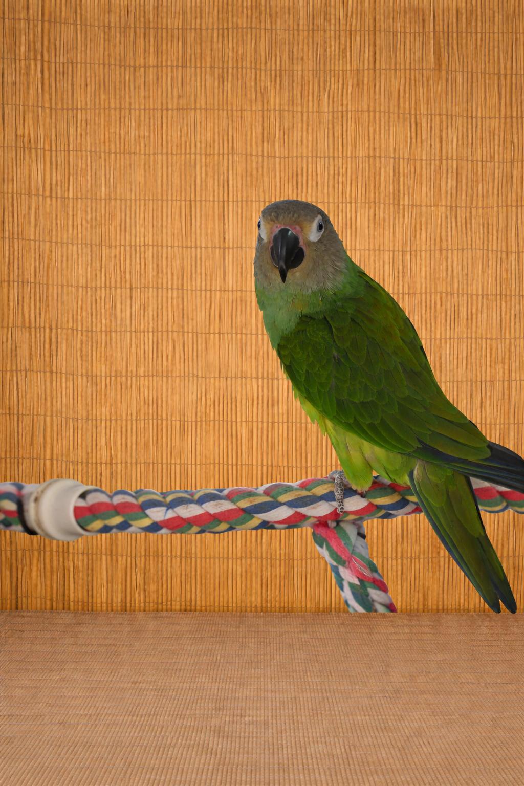 Poncho The Dusky Conure - Prefers A Lady, adoptable, Young Male Conure.