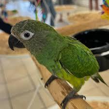 Enlarge Poncho The Dusky Conure, an adoptable Conure in Vancouver, WA image 1/6