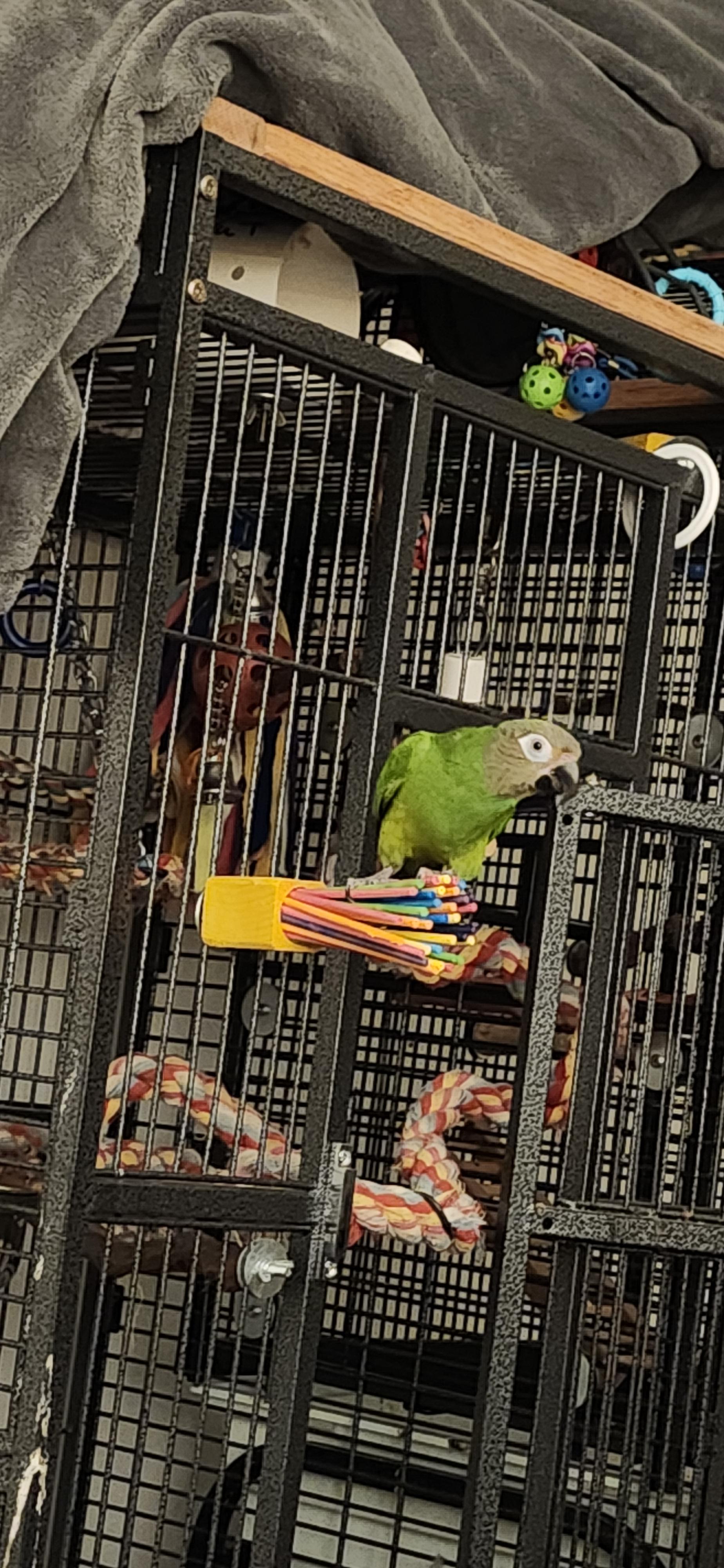 Enlarge Poncho The Dusky Conure, an adoptable Conure in Vancouver, WA image 3/6