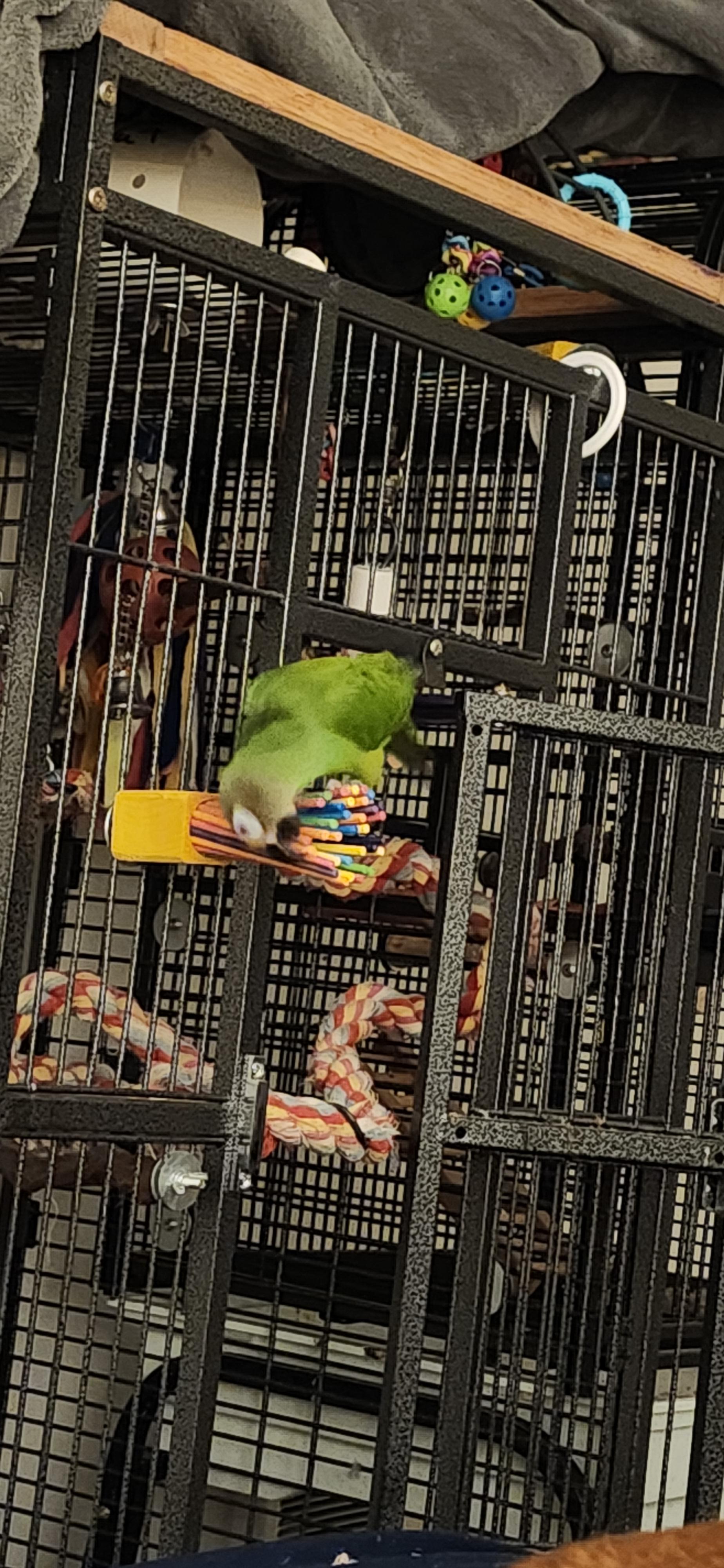 Enlarge Poncho The Dusky Conure, an adoptable Conure in Vancouver, WA image 6/6