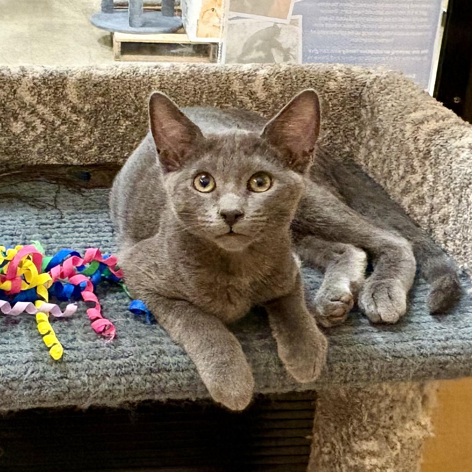 Matcha, ADOPTABLE, Kitten Female Domestic Short Hair.