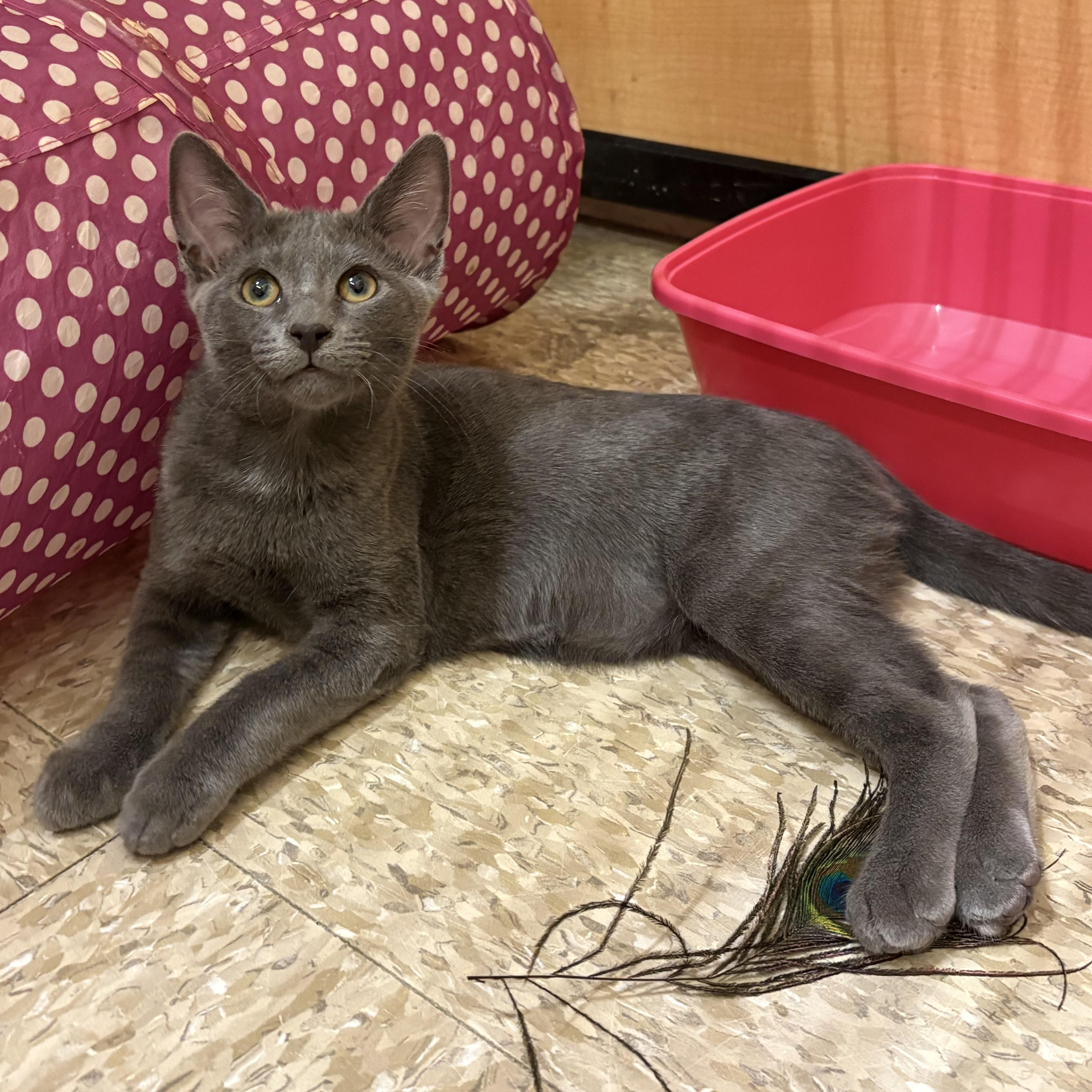 Matcha, a ADOPTABLE Domestic Short Hair in Irvine, CA image 2/4